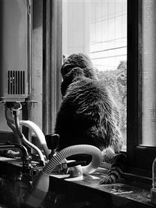 What Is the Best Spy Software for Iphone